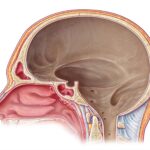 Dura Mater Is the Layer of the Meninges