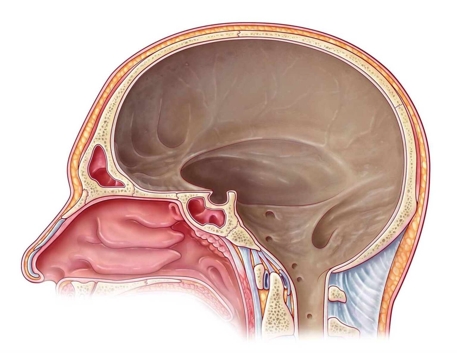 Dura Mater Is the Layer of the Meninges