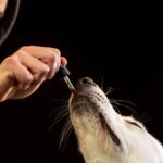 CBD Oil for Dogs