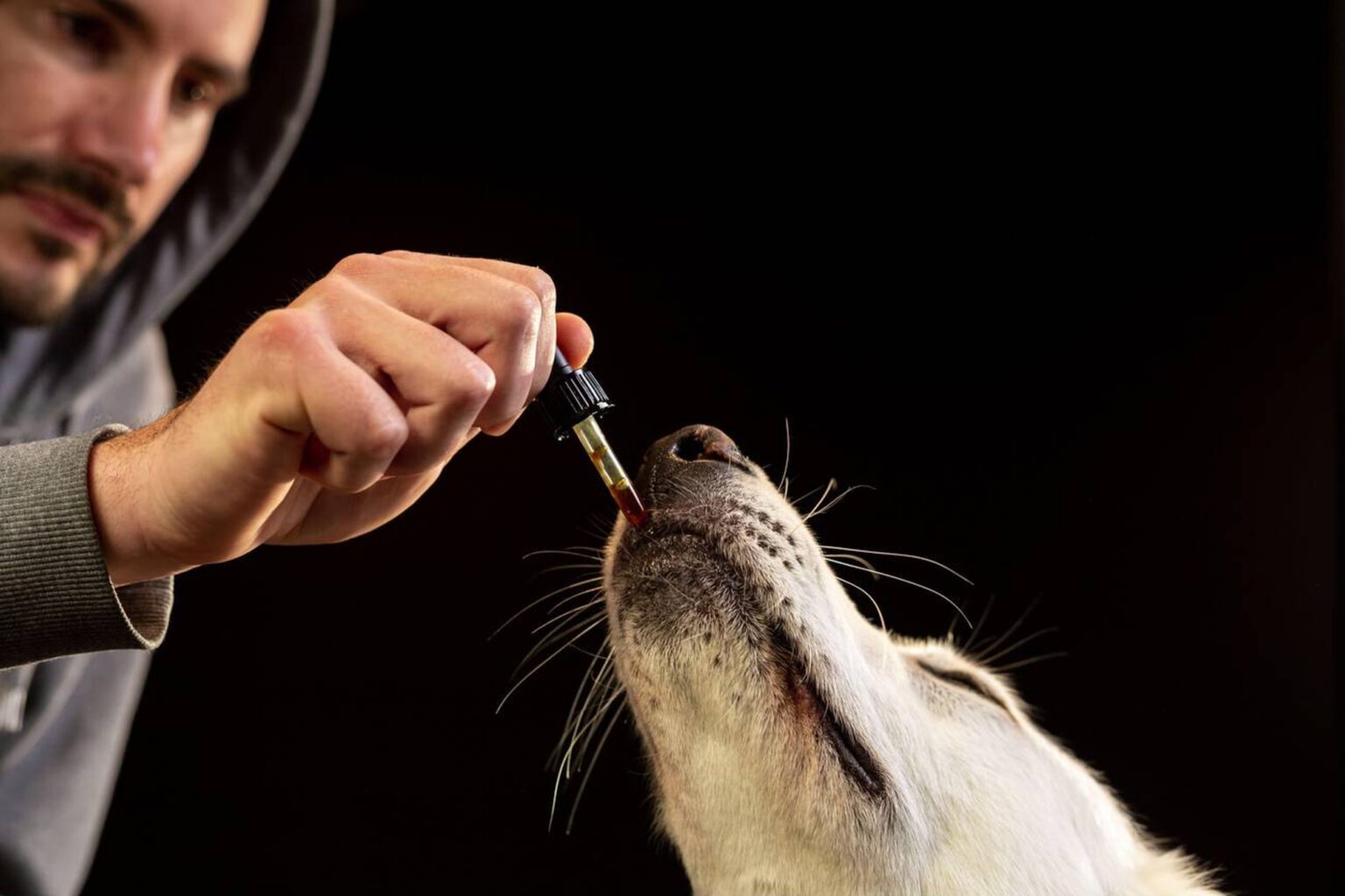 CBD Oil for Dogs